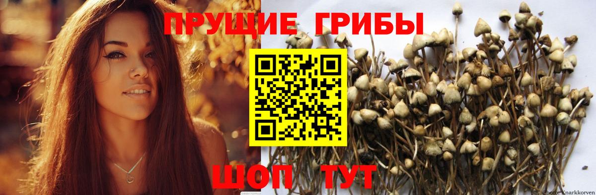 Ртищево  Псилоцибиновые грибы ЛСД  Псилоцибиновые грибы MAGIC MUSHROOMS  Вход с VPN 